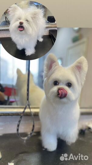 Стрижка собак