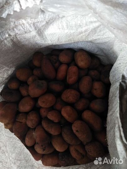Картофель мелкий