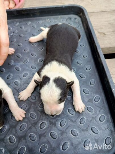 Щенки сибирской хаски