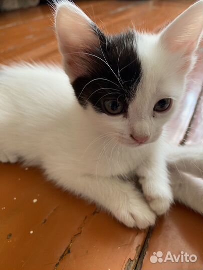 Кошка в дар