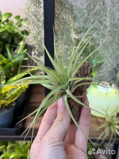 Тилландсия атмосферная