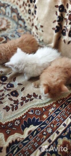 Котята, в добрые руки