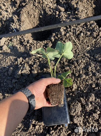 Рассада клубники