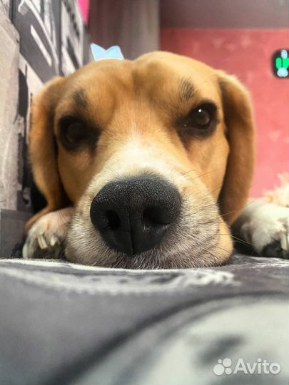 Бигль вязка