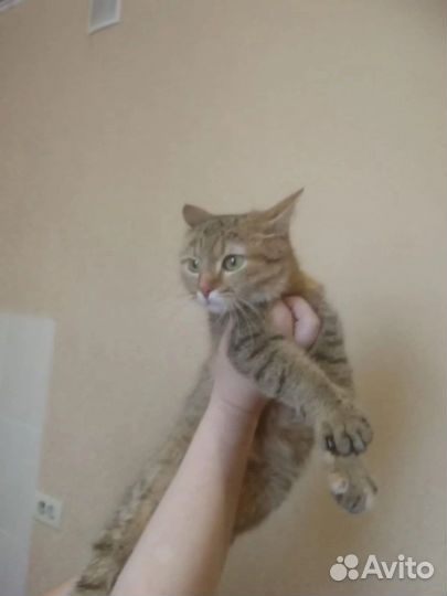 Котенок в дар