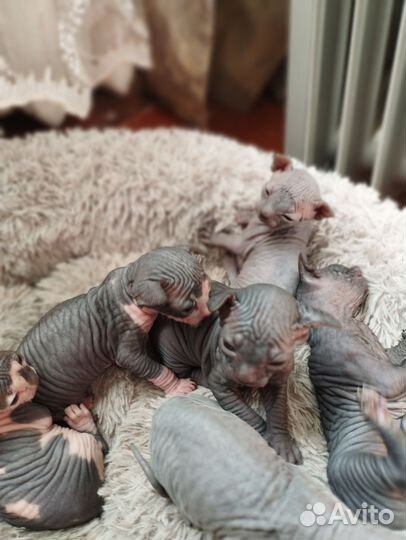 Канадский сфинкс