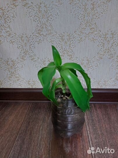 Растение золотой ус