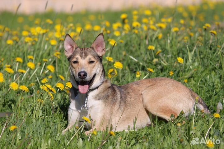 Собака в добрые руки