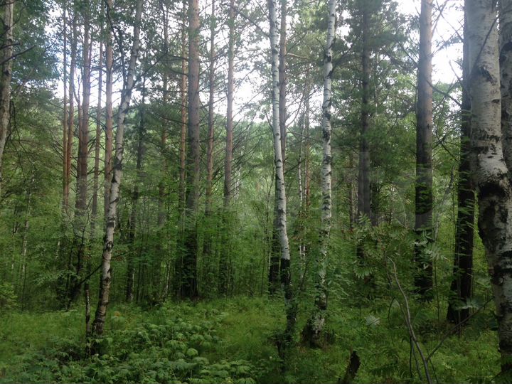 Участок 22 сот. (ИЖС)