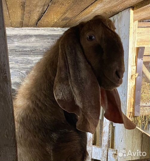 Продаются Камори-Нубийские козочки