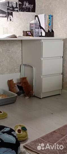 Котята в добрые руки мальчики