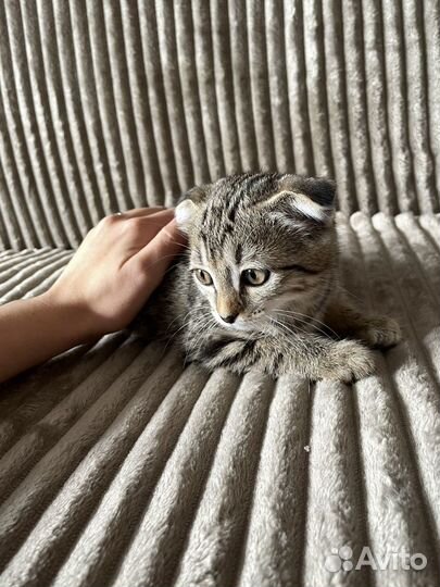 Шотландская вислоухая