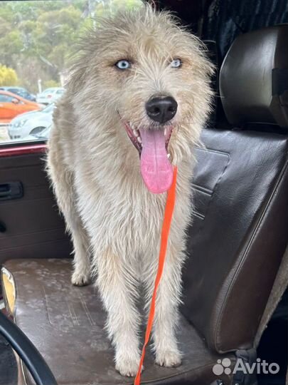 Щенок подросток в добрые руки бесплатно