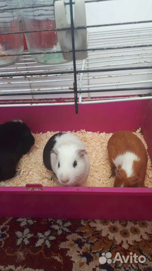 Морская свинка