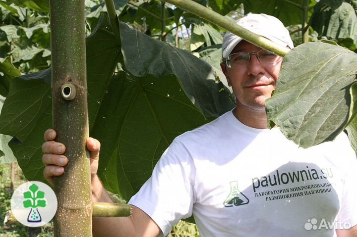 Саженцы и крупные деревья павловнии