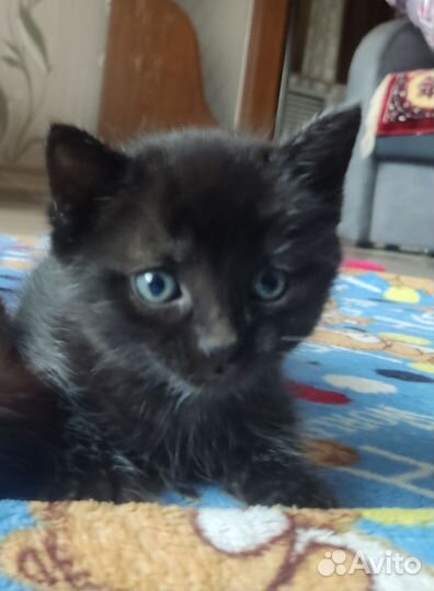 Кошки в добрые руки