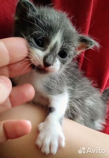 Котята