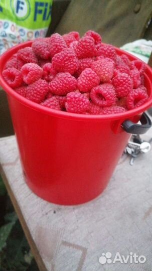 Малина ягода