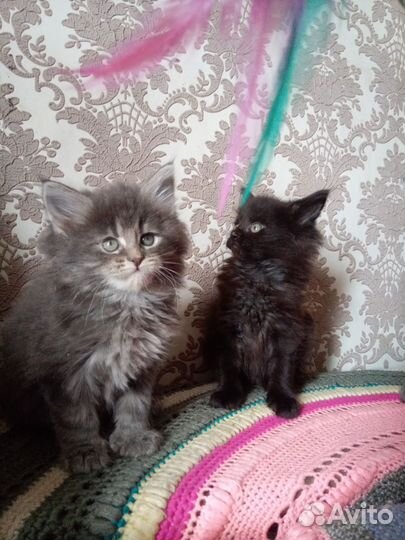 Котята полидакты
