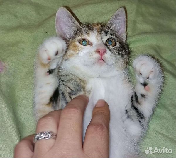 Отдам котят в добрые руки