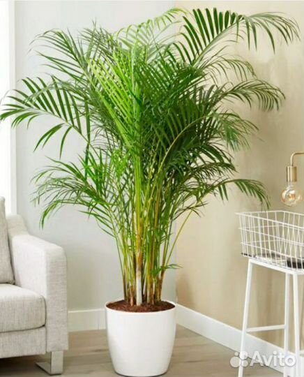 Пальма Арека Хризолидокарпус Лутесценс