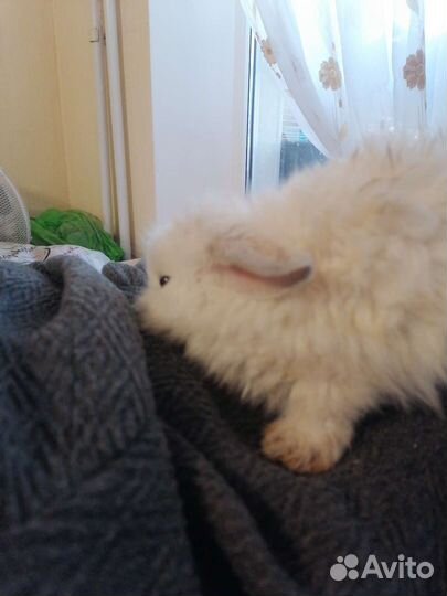 Кролики декор, карликовые