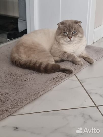 Потерялся кот