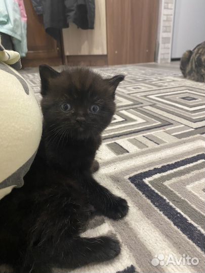 Британские котята
