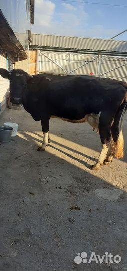 Продам корову