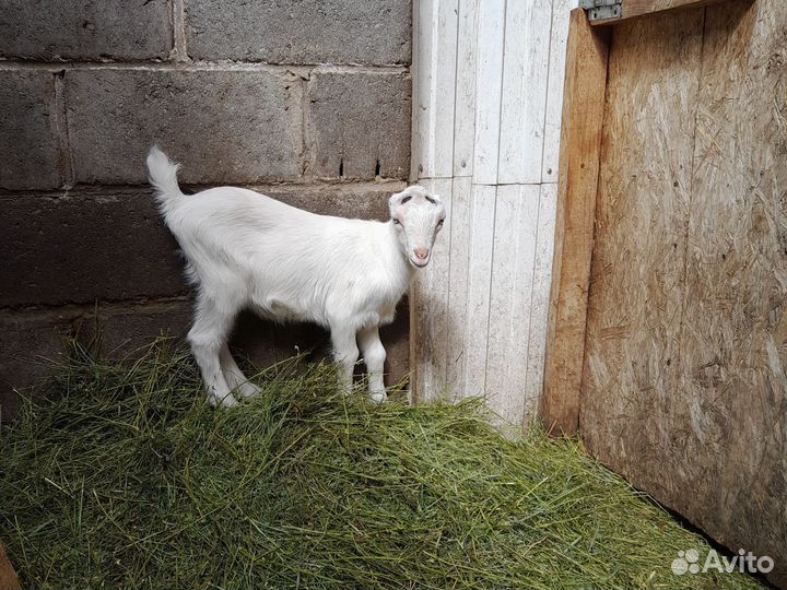 Козлята ламанча