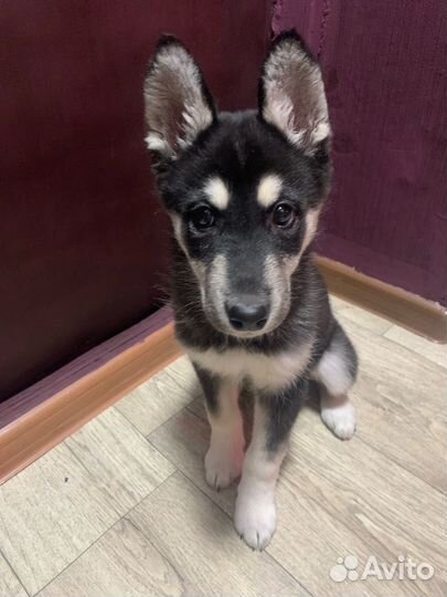 Сибирский хаски