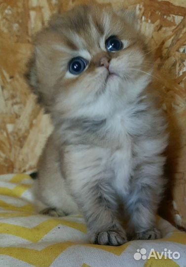 Замечательный мальчик. Бронь, есть ещё котята