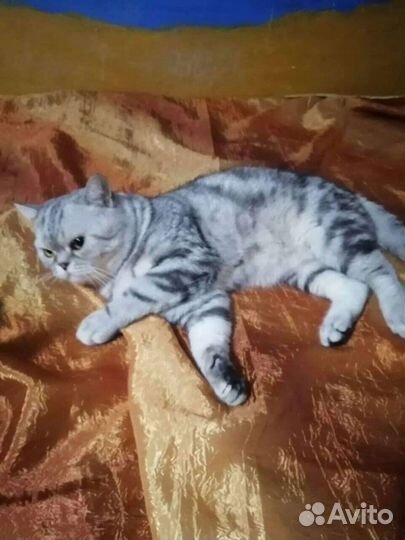 Шотландский кот вязка