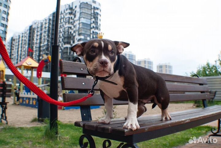 Щенки американского булли