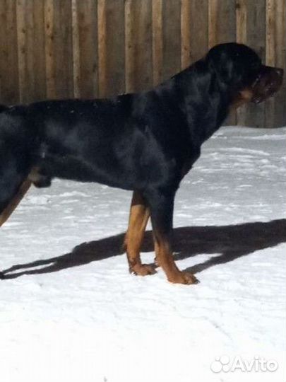 Ротвейлер для вязки