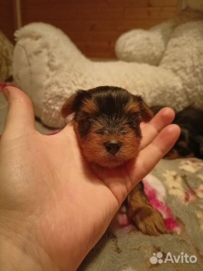 Йоркширский терьер