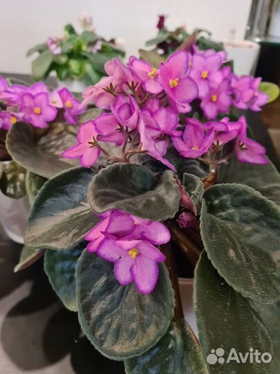 Фиалки взрослые цветущие