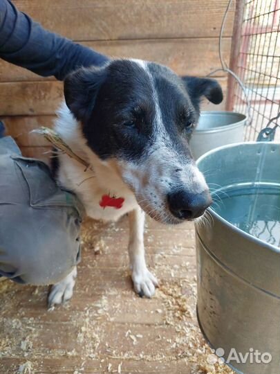 Трусишка Луша из приюта