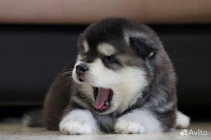 Аляскинский маламут