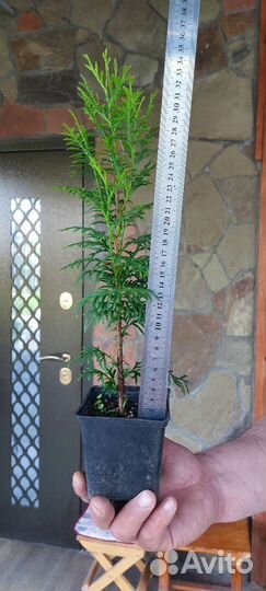 Туя Колумна,Брабант