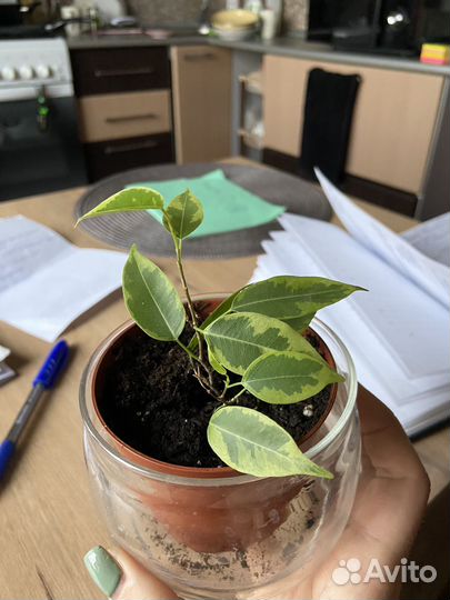 Фикус бенджамина