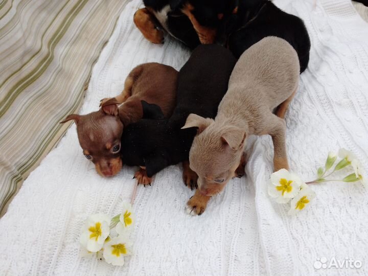 Миниатюра тойчки