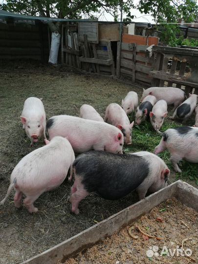 Вьетнамский вислобрюхий поросенок