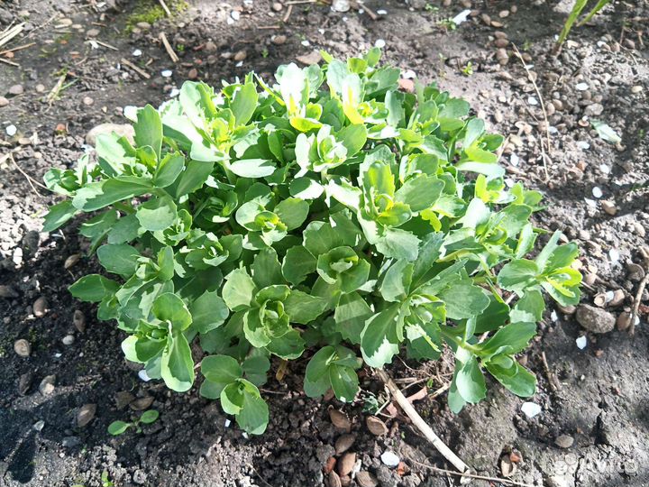 Хоста, очиток, хризантема желтая и другие