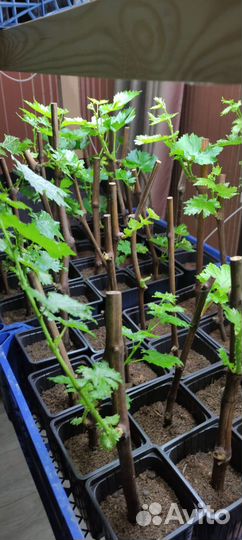 Саженцы винограда