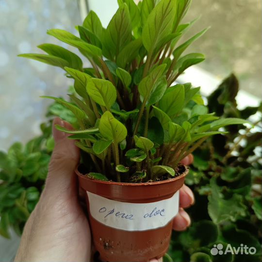 Детки мини, полумини и трейлерных фиалок