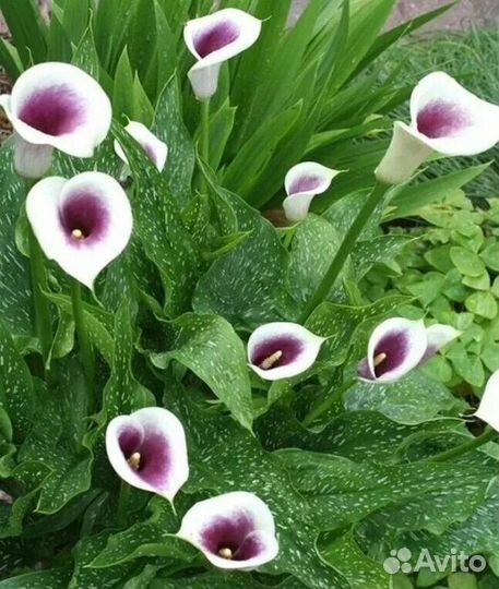 Луковицы каллы