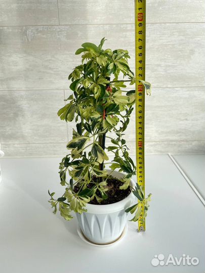 Шефлера жанин, шаффлера