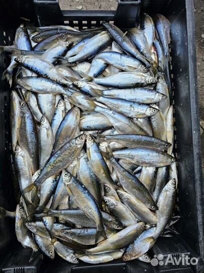 Свежая рыба уклейка (немелкая)