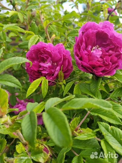 Ирис,белая земляника